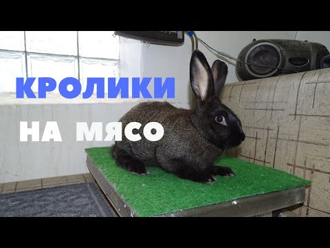 Видео: Гибриды от чистопородных кроликов