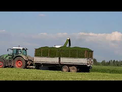 Видео: Заготовка силоса, сезон 2019
