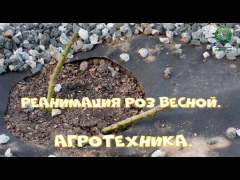 Видео: Реанимация роз весной. Питомник 🌹 и 🌲 Е. Иващенко