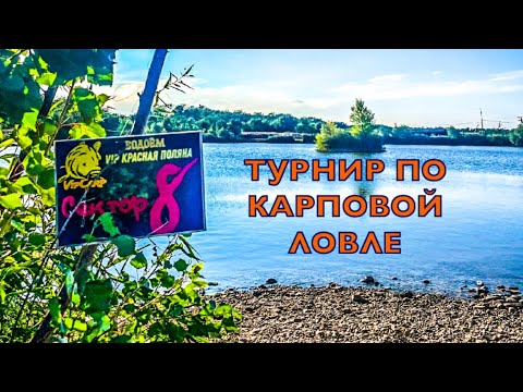 Видео: Турнир по карповой ловле на водоёме в Красной поляне #carpfishing #карп #carpfish #fishing #fish