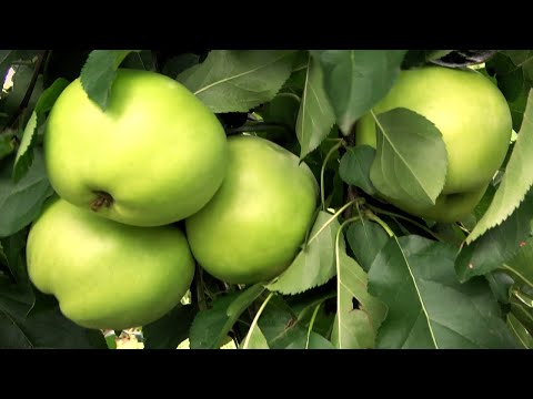 Видео: Яблоня СКИФСКОЕ ЗОЛОТО: высокая устойчивость к возвратным весенним заморозкам