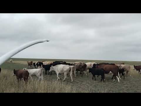 Видео: Ранним утром собираем скот.