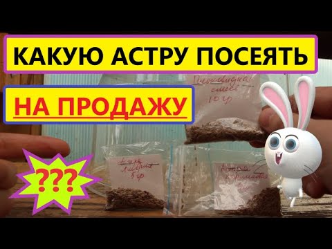 Видео: Посев АСТРЫ в Большом Количестве на Продажу. Выбор сортов и Мои Предпочтения.