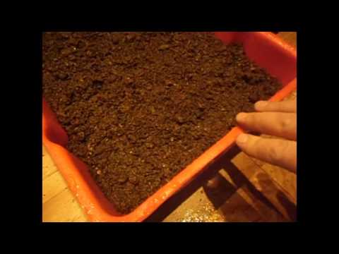 Видео: Как правильно заложить коконы червя в субстрат/Разведение червя дендробена