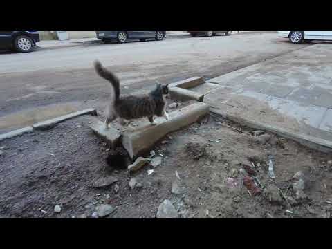 Видео: Благоустройство микрорайона «Парусинка» 1/4