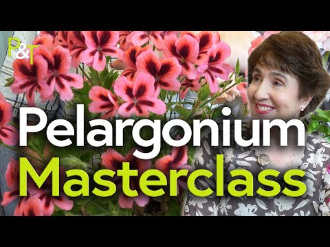 Видео: Мастер-класс по пеларгонии — Горшки и мастерки
