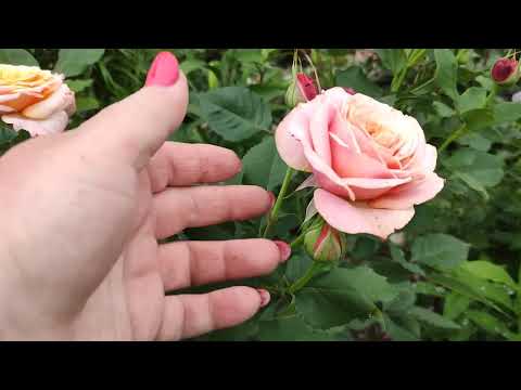 Видео: 24 июня 2024 г.Погуляем по моему дворику 🌿🌹