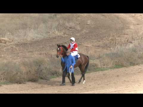 Видео: Закрытие скакового сезона
