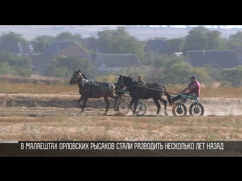 Видео: Бега орловских рысаков – скоро в Малаештах