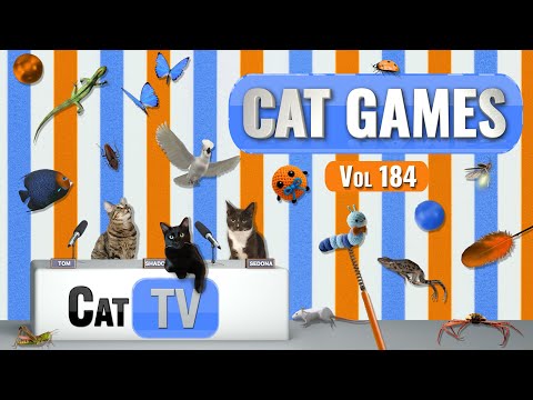 Видео: CAT Games | Ultimate Cat TV Compilation, том 184 | 8 ЧАСОВ 🐝🐞🦋🦎🦜🐜🐭🧵
