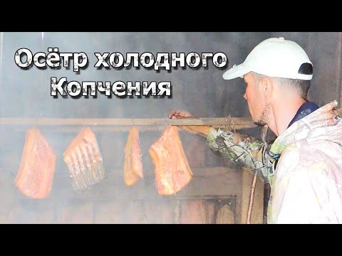 Видео: Рыба холодного копчения! Коптим осетра в деревенской сарайке! Рецепт от Семь Перцев!