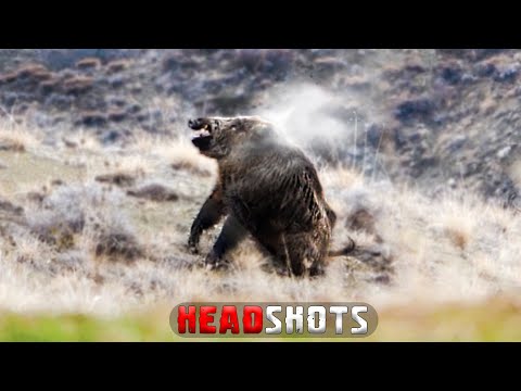 Видео: ЛУЧШАЯ ОХОТА НА КАБАНА – отличные кадры, незабываемые сцены