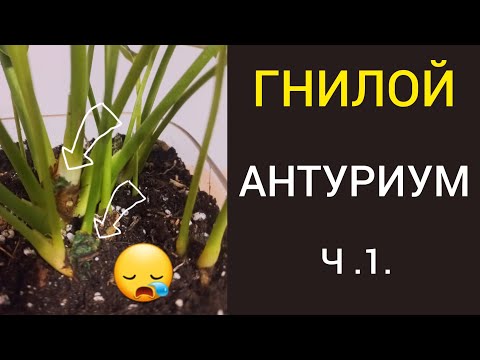 Видео: Антуриум со СТВОЛОВОЙ гнилью. Попытка спасти.