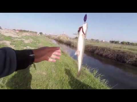Видео: Прогулка по водным каналам. Форель, голавль, когак. Рыбалка в Армении.