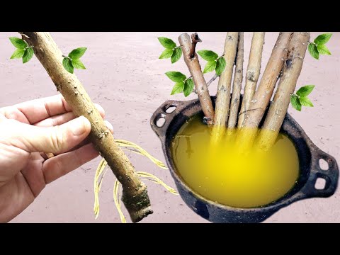 Видео: Техника укоренения любой ветки! Не подводит, укореняет 100% ветвей.