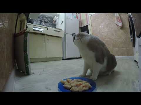 Видео: Хроники Бодрохода. Октябрь 2025.