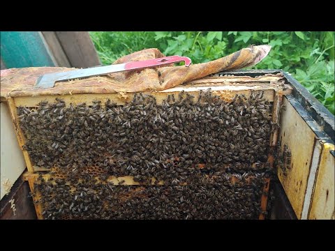 Видео: Самый маленький отводок (2 рамки на 145)