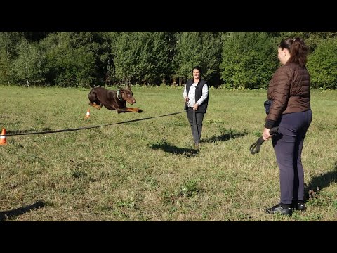 Видео: ДТ - 434. Дальние полевые дистанции, мяч и мягкий барьер