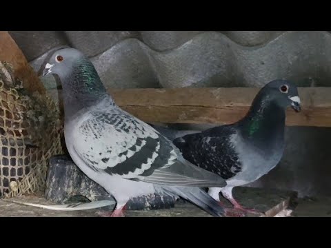 Видео: ПОЧТОВЫЕ ГОЛУБИ, ГОЛУБКА ВЕРНУЛАСЬ СПУСТЯ ДВА МЕСЯЦА. 2.07.2025.