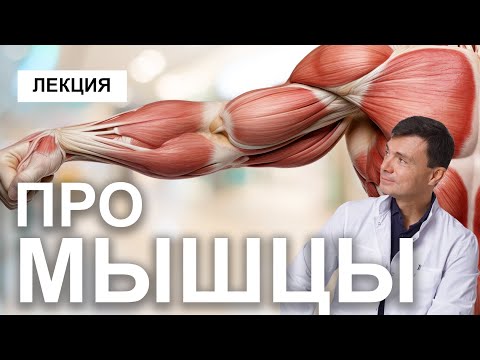 Видео: Лекция о мышцах. Это должен знать любой, кто работает с телом!