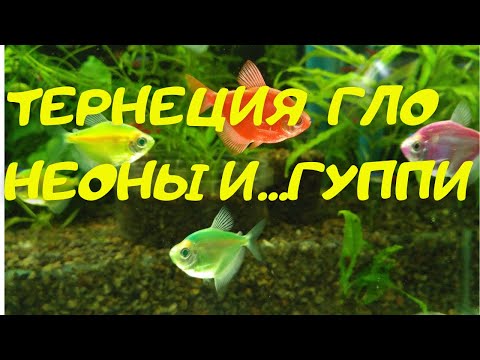 Видео: Тернеция ГЛО. Неоны и.....гуппи
