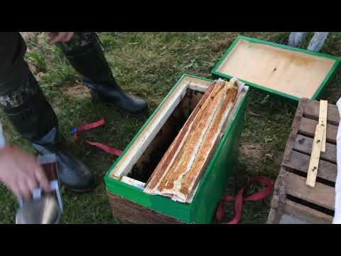 Видео: Поймал рой пчёл в ловушку, купил пчелопакет. | Fishing wild bees