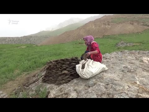 Видео: "Мегӯянд, мо намехонем, чӯпонӣ мекунем"