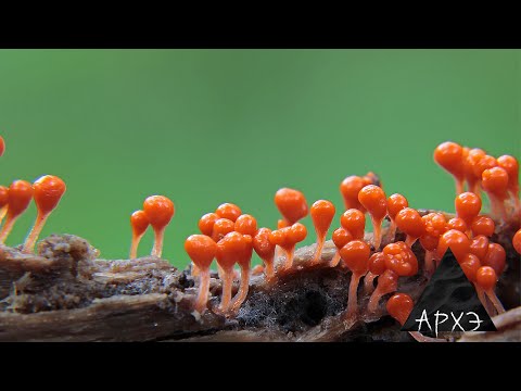 Видео: Владимир Гмошинский| Миксомицеты – ваши скромные соседи