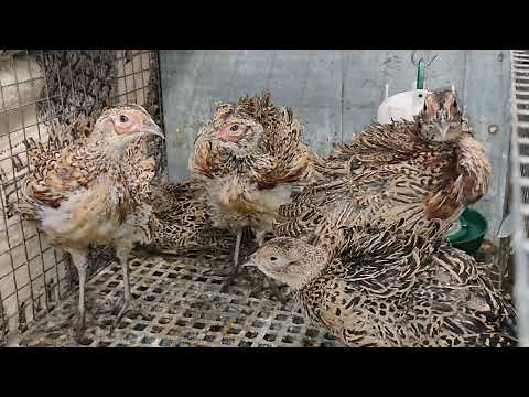 Видео: Как определить ПОЛ птенца фазана в 2 месяца? #охотничийфазан