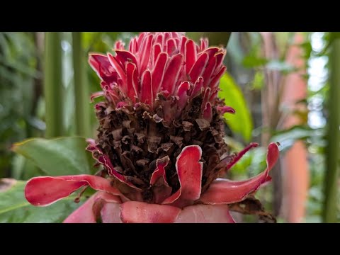 Видео: Необычные растения в ботаническом саду #ботаническийсад #растения #природа #жизньвгермании #красота 