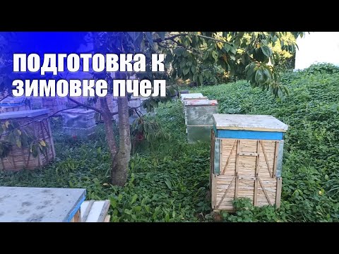Видео: Что нужно делать после откачки меда, обработка от клеща, сокращения гнезда и закормка пчел в зиму