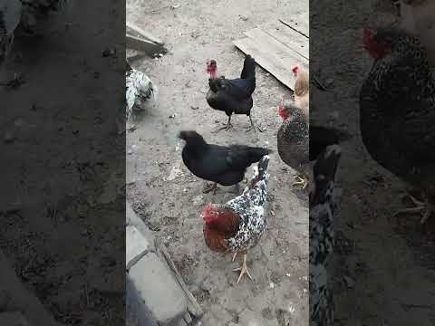 Видео: КУРЫ  БРАМА🐔🐔🐔 МОЁ  ХОЗЯЙСТВО