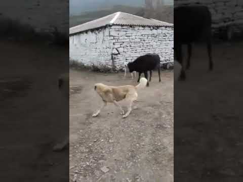 Видео: Разнял дерущихся кавказцев.