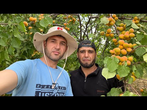 Видео: Деҳқонира бин бача Деҳаи Сангтуда Дустмурод Шарипов