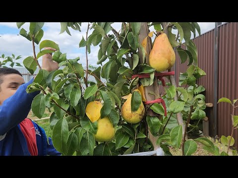 Видео: VLOG💜:Собираем урожай на даче/ покупки FIX-PRICE /делаем уроки