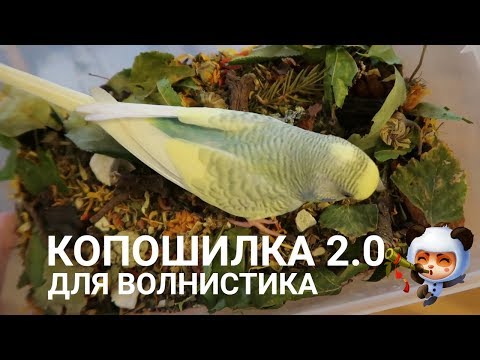 Видео: КОПОШИЛКА 2.0 | КОПОШИЛКА ДЛЯ ВОЛНИСТОГО ПОПУГАЯ | Aoi Inko