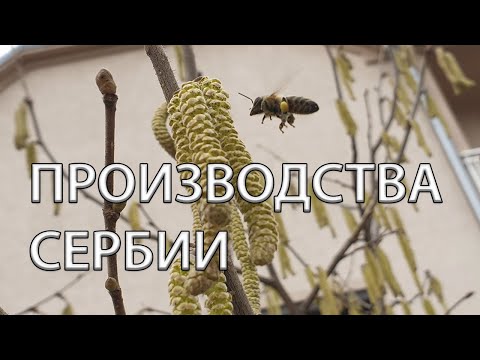 Видео: Производство пчелоинвентаря в Сербии. Экскурсия по предприятиям.