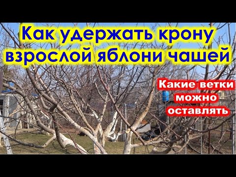 Видео: Как удерживать КРОНУ ЧАШЕЙ у взрослой ЯБЛОНИ.