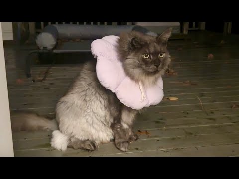 Видео: Сегодня утром я в восторге от Катио. Кот Локи задаёт погоду.