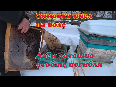Видео: ЗИМОВКА ПЧЁЛ НА ВОЛЕ ВО ВТОРОЙ ПОЛОВИНЕ ЗИМЫ, СМОТРИМ НА НАЛИЕ КОРМОВ И ДАЁМ ДОТАЦИЮ