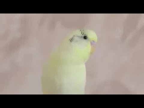 Видео: Пение волнистого попугая Тоши.