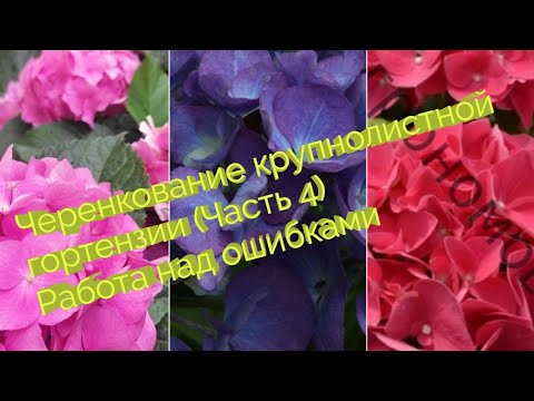 Видео: ЧЕРЕНКОВАНИЕ ГОРТЕНЗИИ. МАСТЕР-КЛАСС. Урок № 4