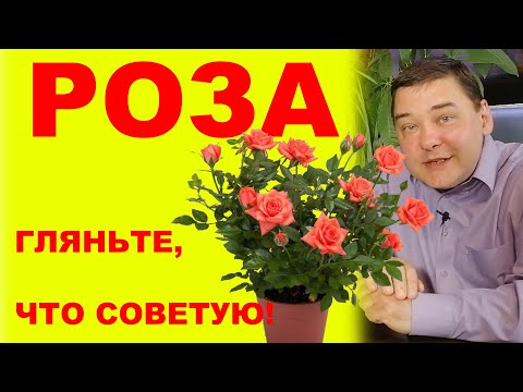 Видео: Комнатная роза. 5 ценных советов [Расскажу по дружбе]