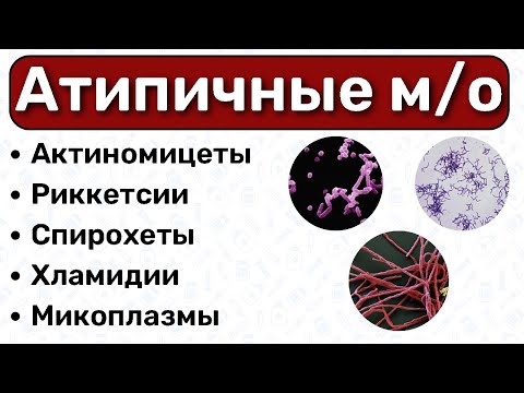 Видео: Атипичные бактерии МИКРОБИОЛОГИЯ: хламидии, риккетсии, микоплазмы, спирохеты, актиномицеты