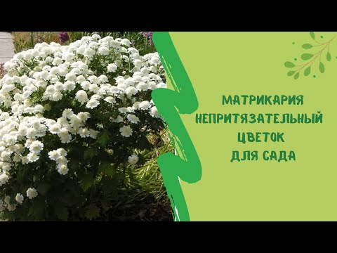 Видео: Матрикария  непритязательный, но трогательный цветок для сада