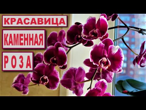 Видео: КАМЕННАЯ РОЗА Фаленопсис ДВА ГОДА ДОМА! ЛЕТНЕ-ОСЕННЕЕ ЦВЕТЕНИЕ. ТОНКОСТИ УХОДА, ОСОБЕННОСТИ СОРТА!