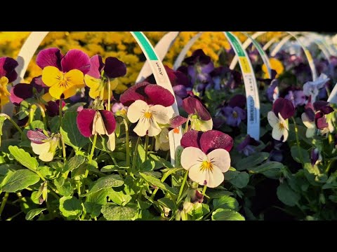 Видео: Огромный Выбор Осених ЦВЕТОВ - ИХ СМЕЛО МОЖНО ПОСАДИТЬ сейчас - они Холодостойкие и Красивые, обзор 