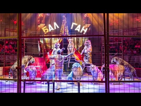 Видео: Цирковое Шоу Балаган в Ивановском цирке 2025