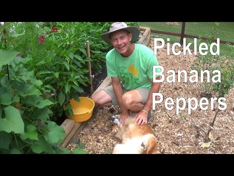 Видео: ПРОСТОЙ рецепт маринованных банановых перцев (консервировать не нужно!)