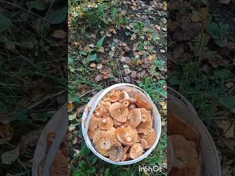 Видео: 10 сентября 2025 г.